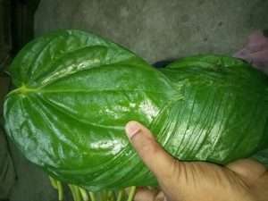 Export quality betel leaf