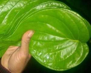 Betel Leaf Export Vegetable