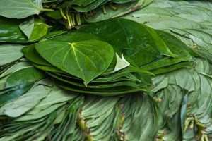 Export item Betel Leaf