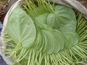 Betel Leaf Packing