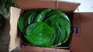 betel leaf packing