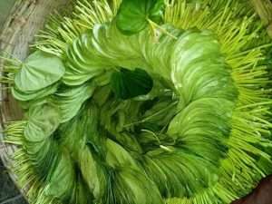 Betel Leaf