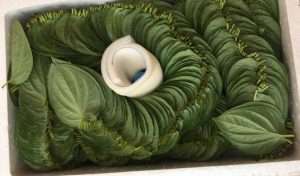 EXPORTED BETEL LEAF