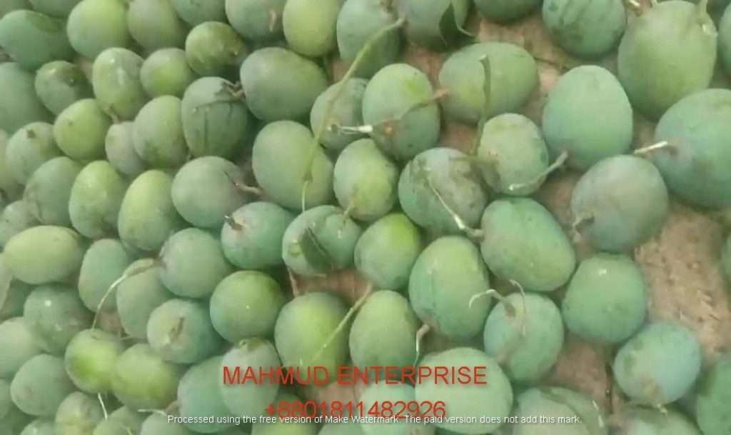 Himsagar mango fruit