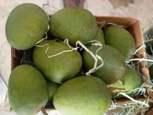 Himsagar mango fruit