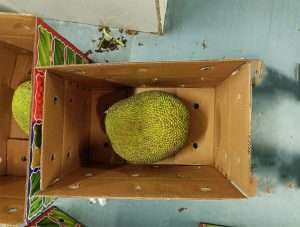 Jackfruit_a