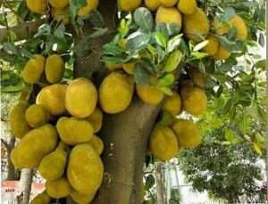 Jackfruit_c