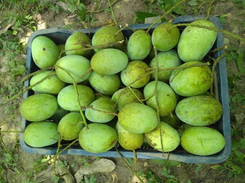 Langra mango fruits