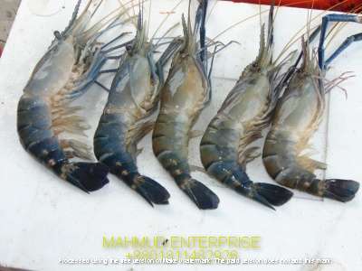 Seafood Prawn