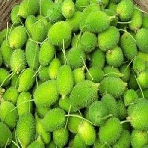 Fresh Organic spiny gourd