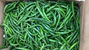 green Chili packing