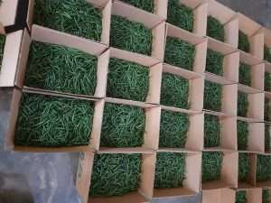 Export item green Chili Packing