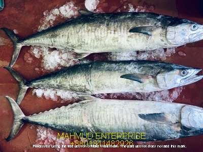 seafood king mackerel