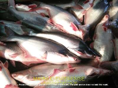 seafood export items pangus fish