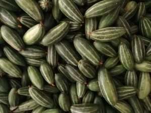 BANGLADESHI POINTED GOURD