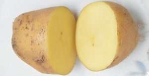 organic fresh Potato export