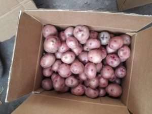 Organic Potato export Packing