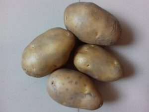 Fresh Organic White potato export