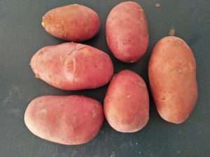 Red Potato vegetable export