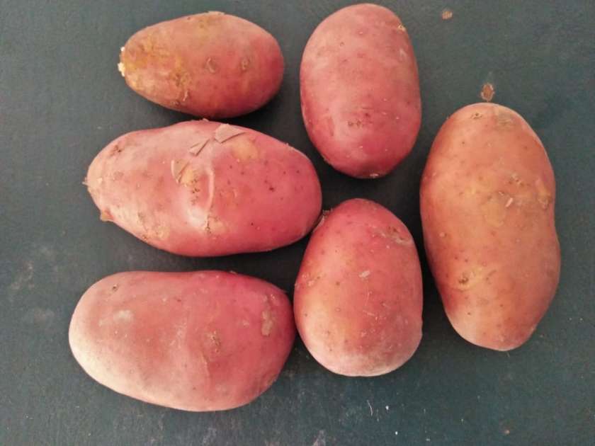 Red Potato vegetable export