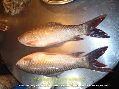 rohu fish fresh seafood item