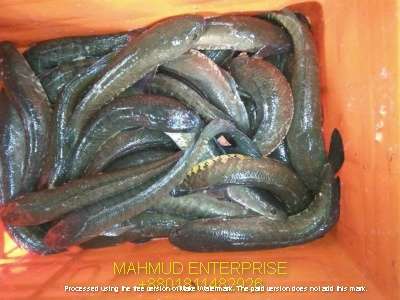 Seafood Export shol fish