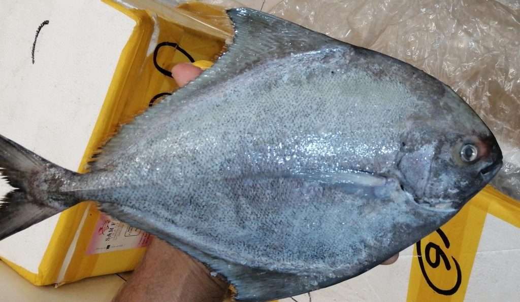 Fresh Black pomfret