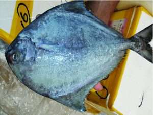 Fresh black Pomfret fish