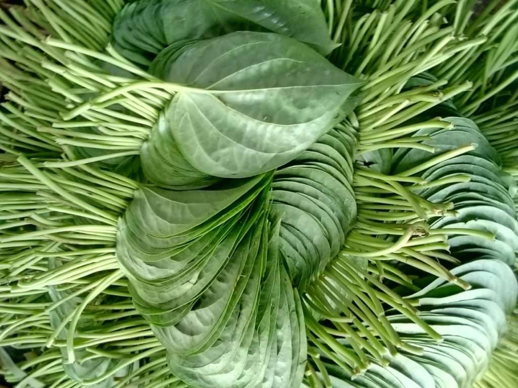 betel leaf