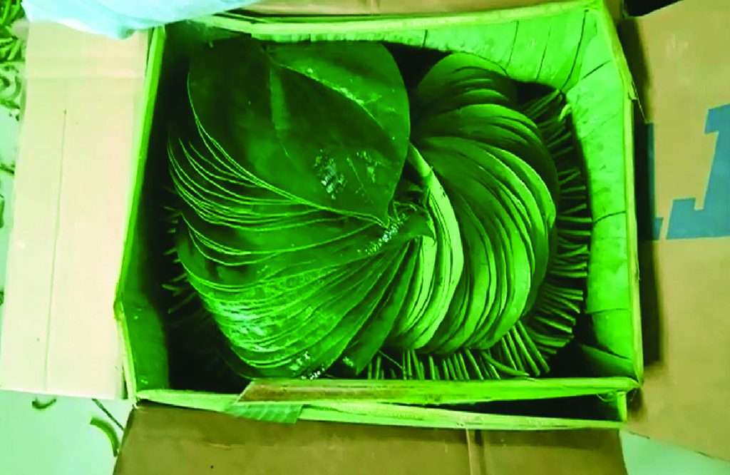 betel leaf export packing