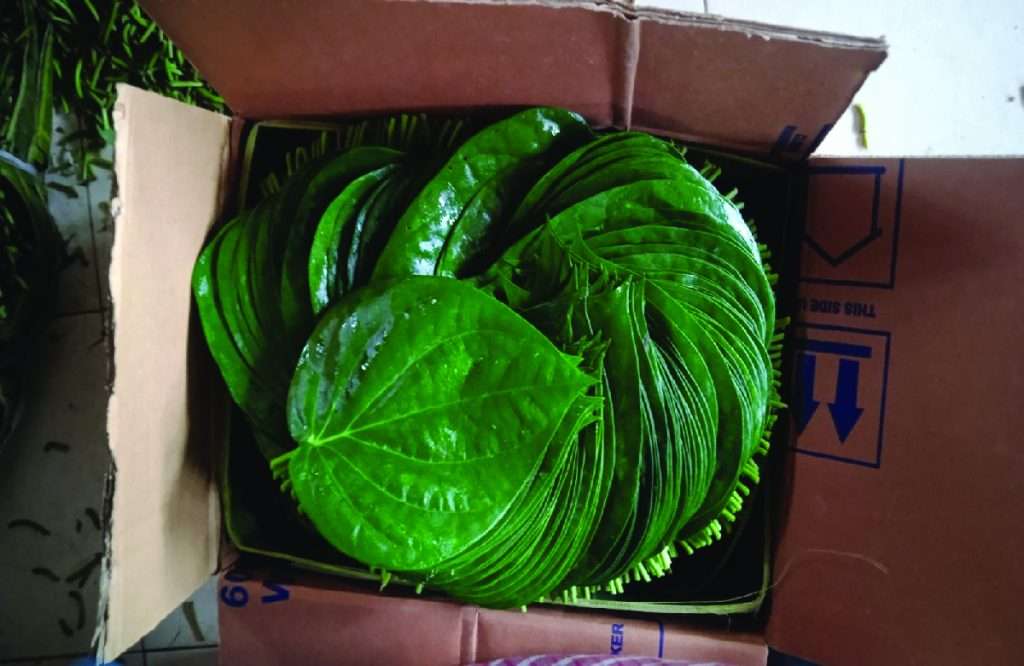 best betel leaf packing