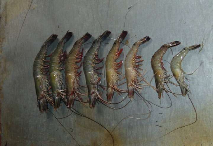 black tiger shrimp fish