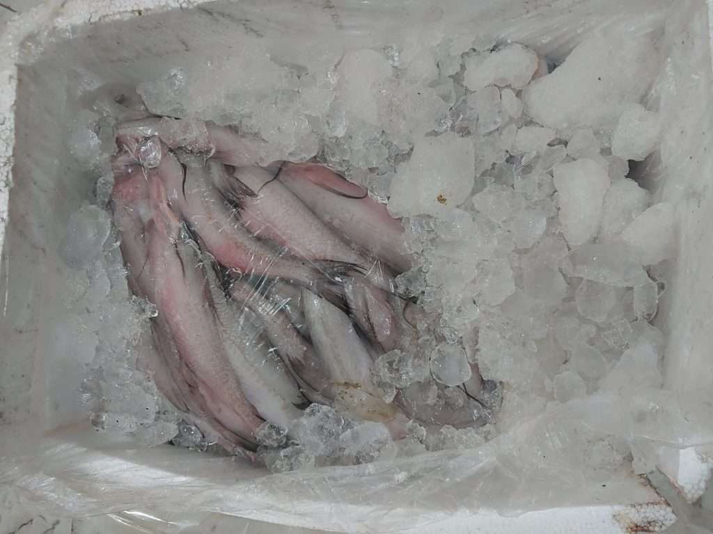 duck fish packing