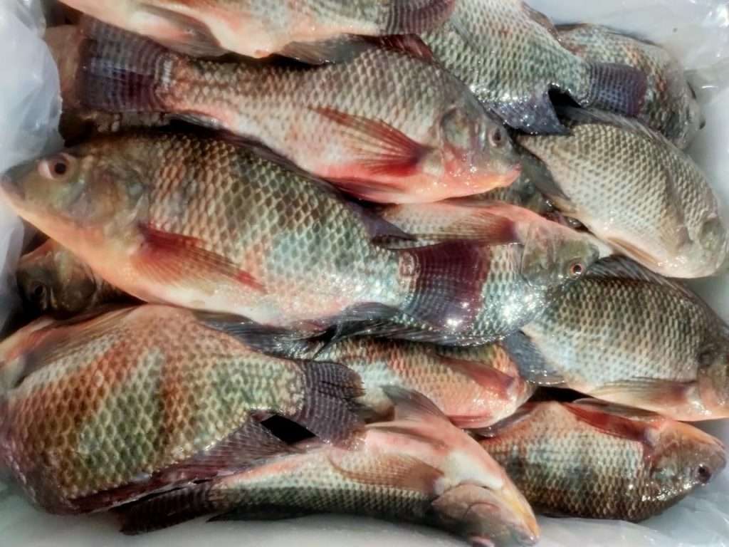 fresh tilapia fish packing