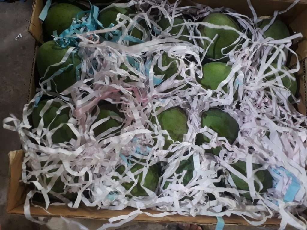 himsagar mango export packing