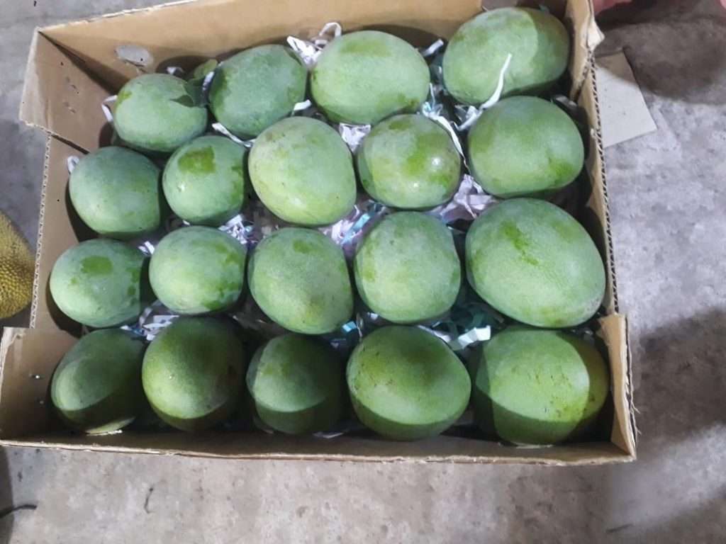 himsagar mango packing