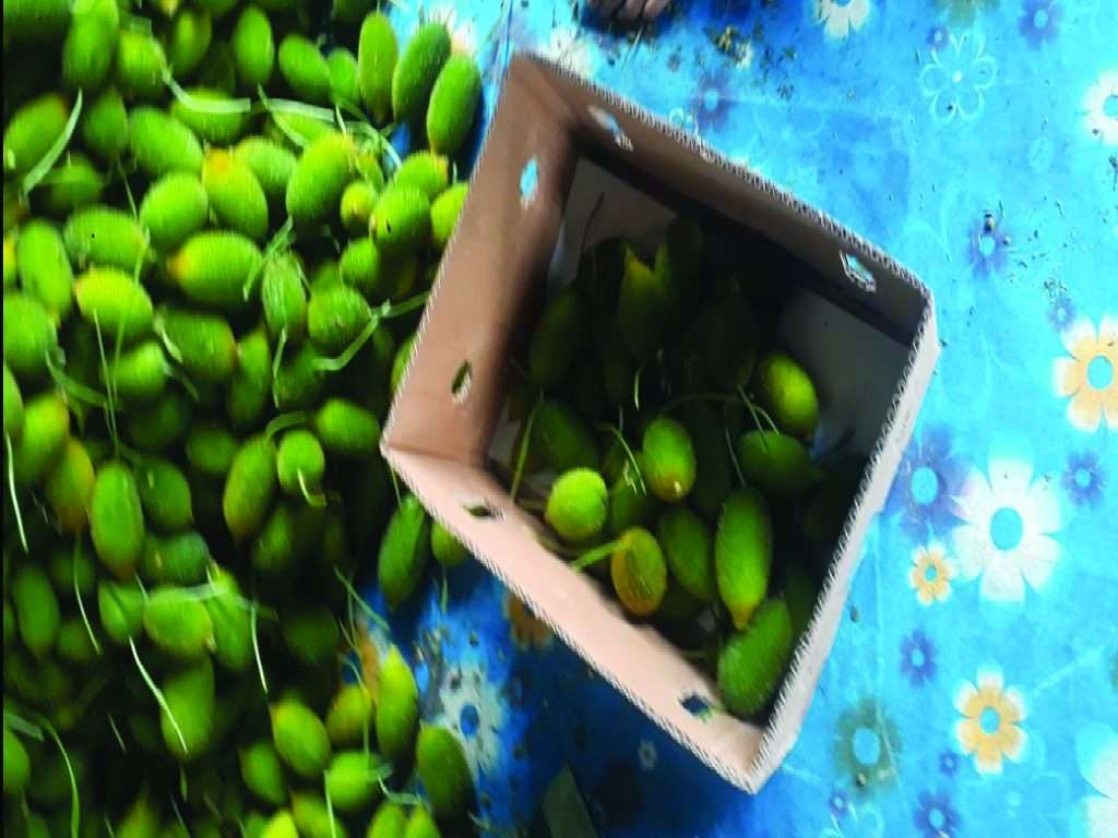 Fresh Spiny gourd Packing