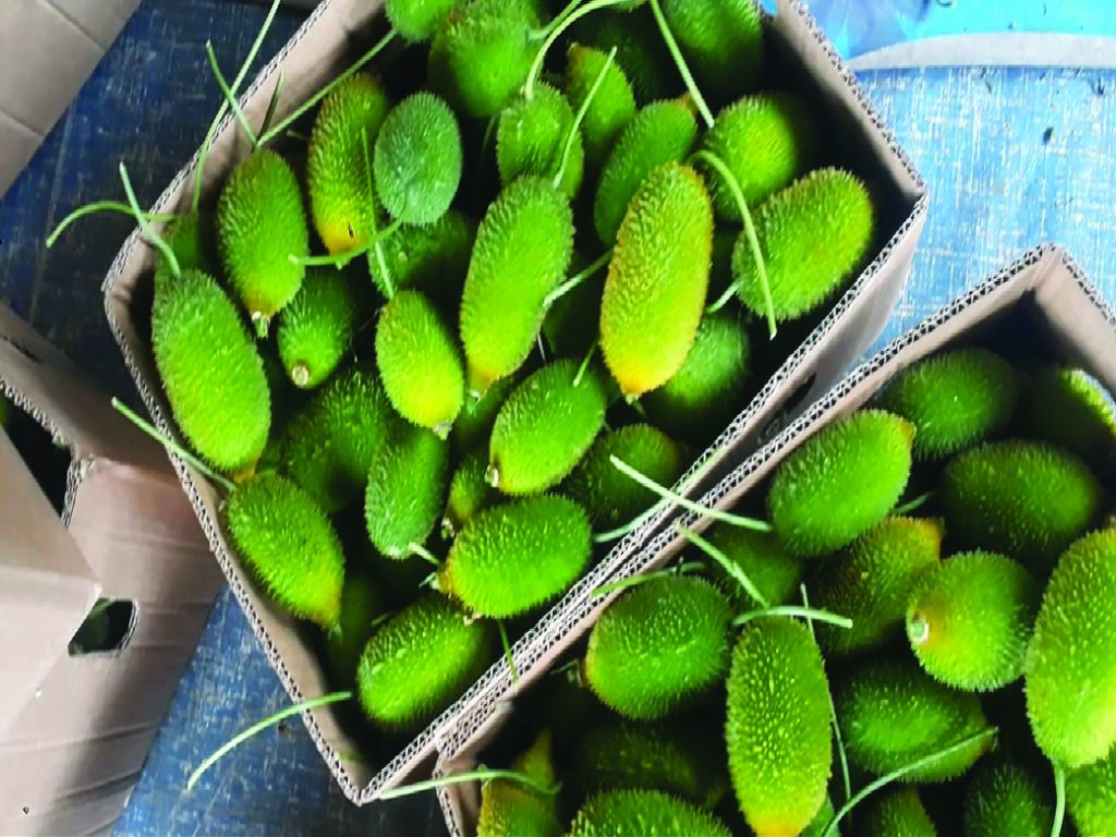 fresh spiny gourd export packing