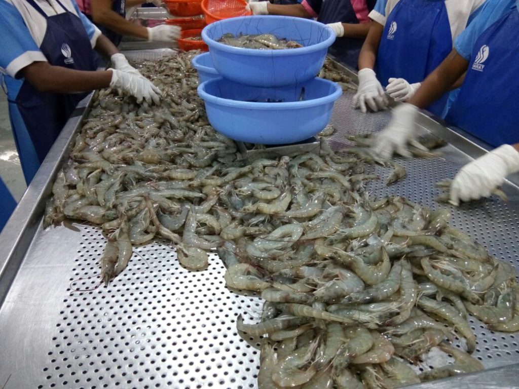 black tiger shrimp fish export packing