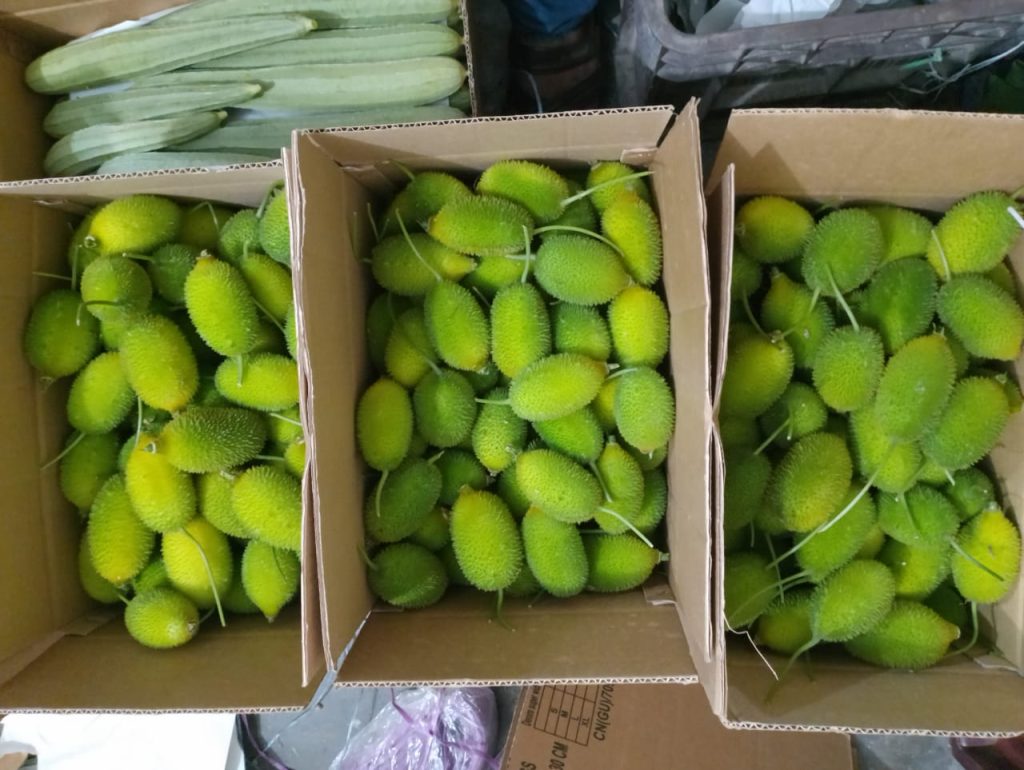 fresh spiny gourd export