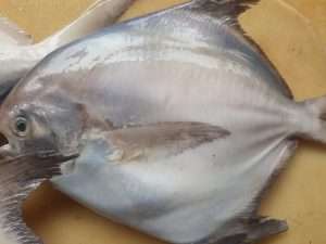 white pomfret fish