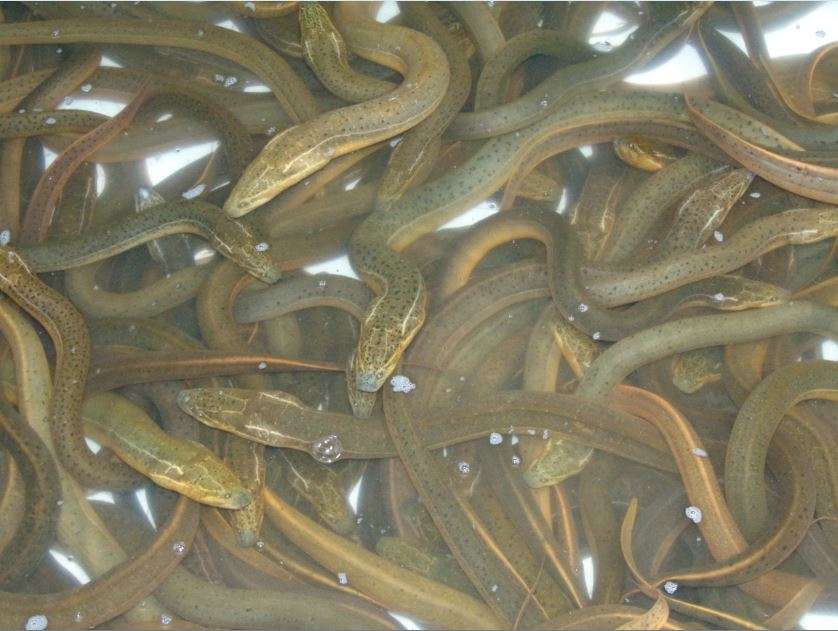 Bangladeshi Eel Fish