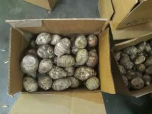 organic taro vegetable export packing