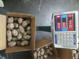 fresh vegetable taro export packing