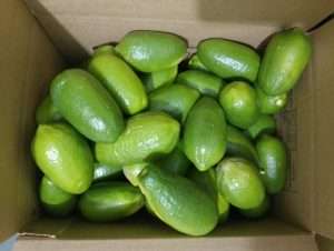 Bangladeshi fresh organic vegetable lemon export